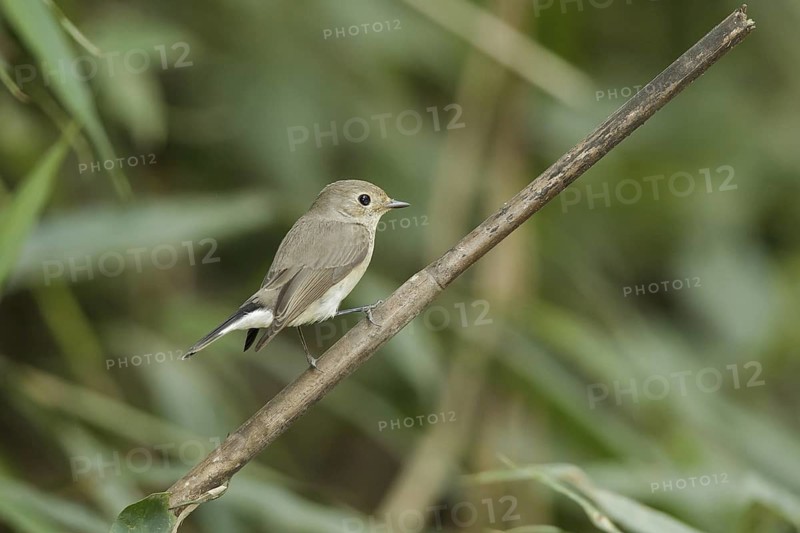 Taiga Flycatcher (Ficedula albicilla), Kaeng Krachan, Thailand