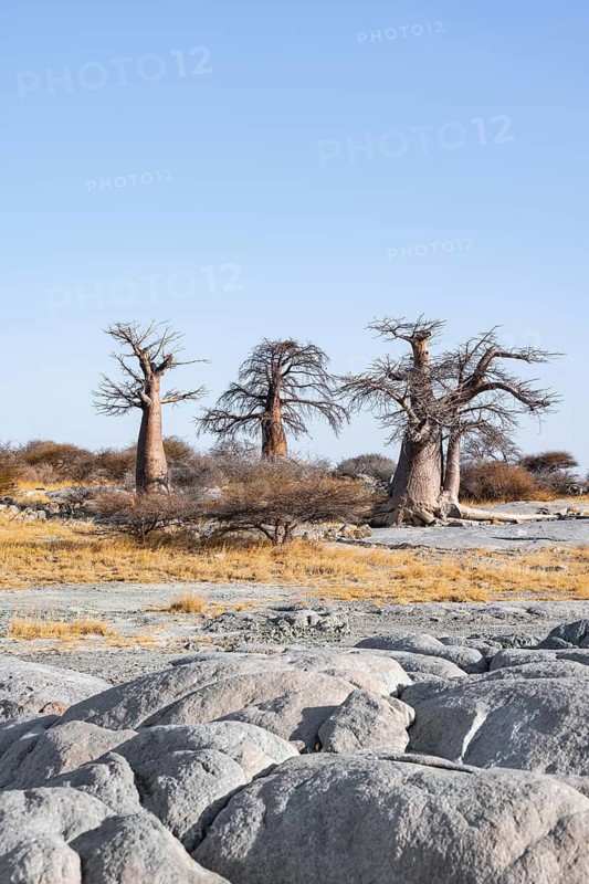 African baobab or baobab tree (Adansonia digitata), arid landscape, Kubu Island (Lekubu), Sowa Pan, Makgadikgadi salt pans, Botswana