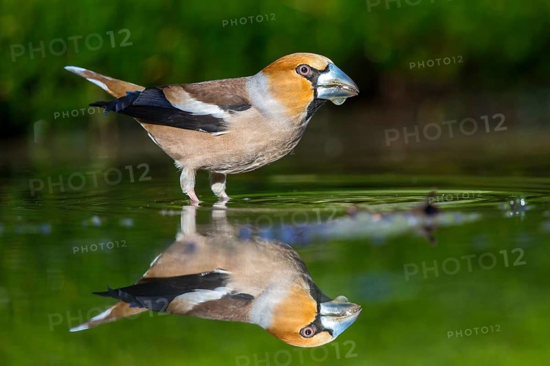 Hawfinch (Coccothraustes coccothraustes) female at a waterhole, Netherlands