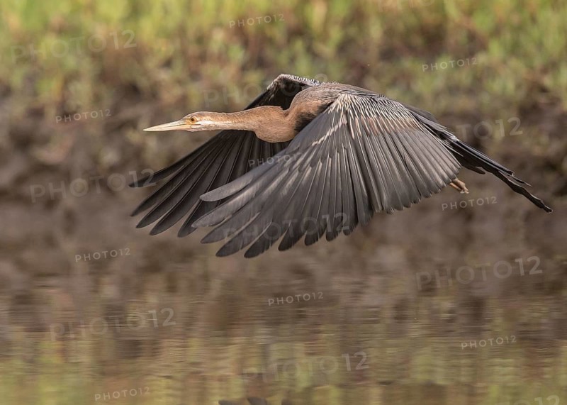 African Darter (Anhinga rufa) flying, Gambia