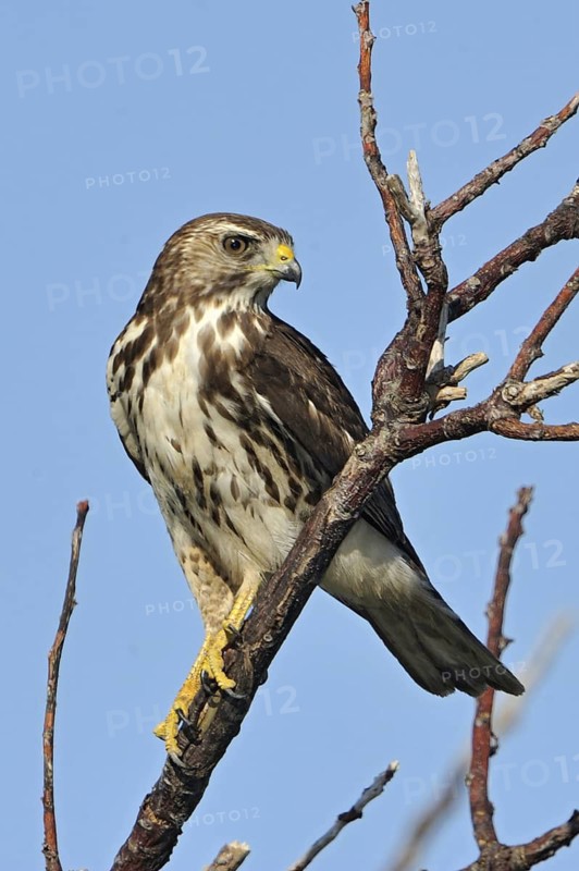 Broad-winged Hawk (Buteo platypterus), Texas, USA