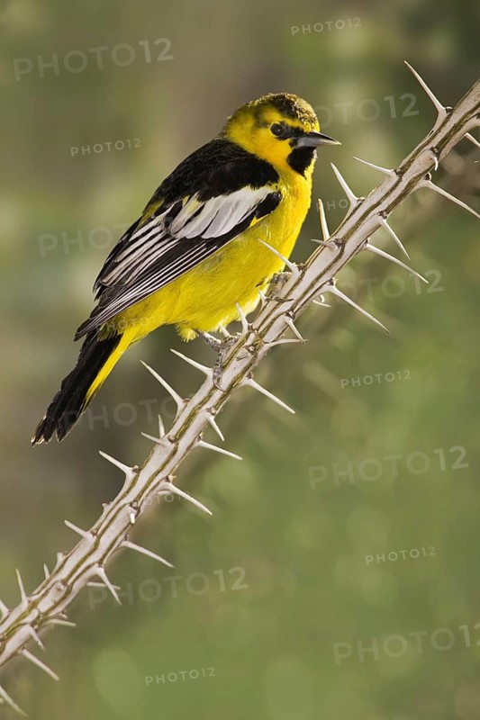 Bullock's Oriole (Icterus bullockii), Arizona, USA