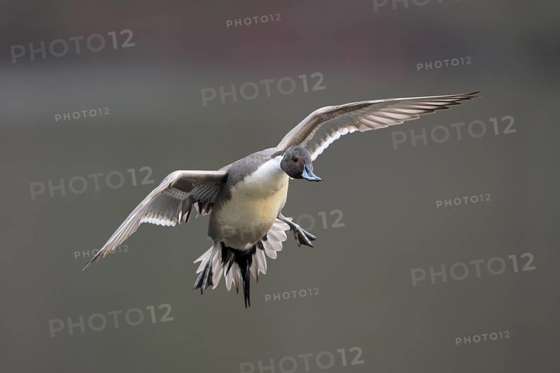 Spiessente (Anas acuta), Pintail, Maennchen, Erpel, im Flug, landend, Februar, Oberhausen, Ruhrgebiet, Nordrhein-Westfalen, Deutschland