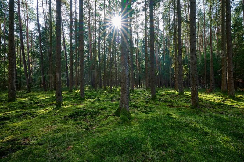 Sunshine falls on the mossy soil of the forest, which is covered with tall trees, Mudau, Odenwald, Baden-Württemberg, Germany