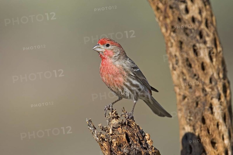 House Finch Carpodacus mexicanus Tucson, Arizona, United States 15 March Adult Male Fringillidae