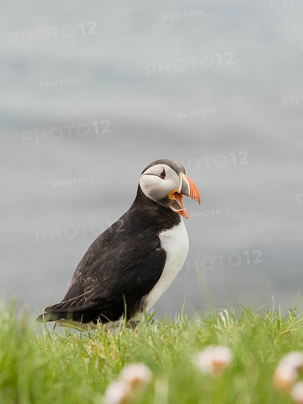 Atlantic Puffin (Fratercula arctica), Látrabjarg, Iceland