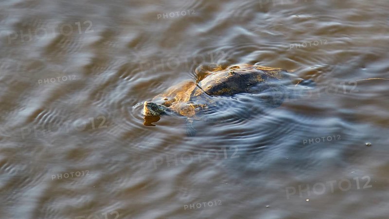 A turtle swims just below the water surface, Gialova lagoon, protected wetland, bird paradise, Navarino Bay, Pylos, Peloponnese, Greece
