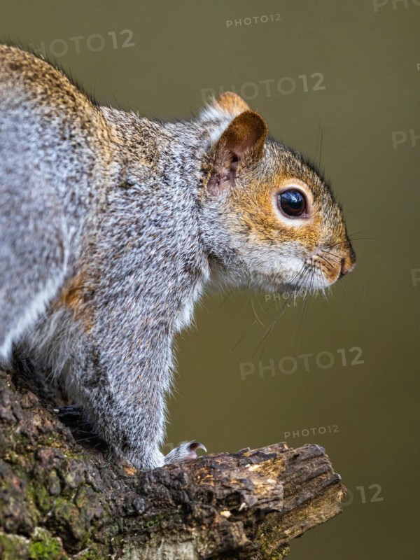Portrait of Grey Squirrel, Sciurus carolinensis in a forest at winter