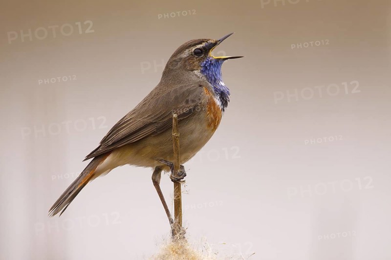 Bluethroat (Luscinia svecica cyanecula) male singing, Utrecht, Netherlands