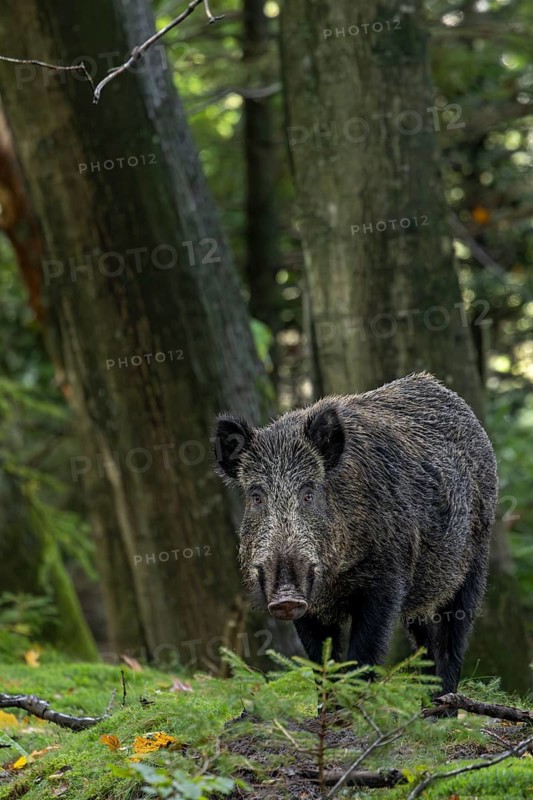 A last relaxed look at the wild boar (Sus scrofa), then it disappears into a neighbouring spruce thicket, mast year, acorns, beechnuts, October, Denmark