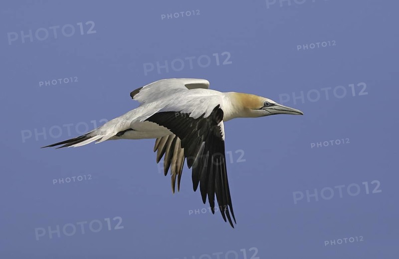 Australasian Gannet (Morus serrator) flying, Victoria, Australia