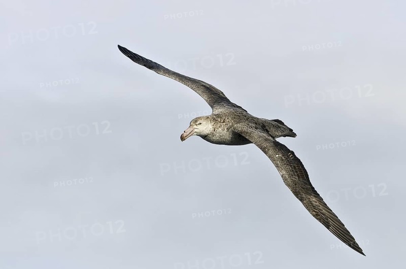 Southern Giant Petrel (Macronectes giganteus), Antarctica