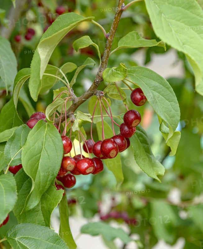 Ornamental apple (Malus baccata 'Street Parade'), Anchers Havecenter, Premnitz, Brandenburg, Germany