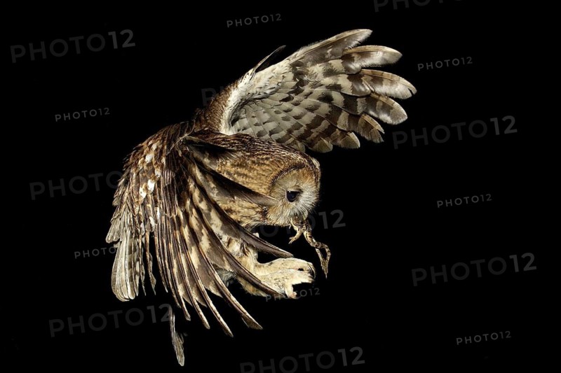 Tawny Owl (Strix aluco) flying, Lombardy, Italy