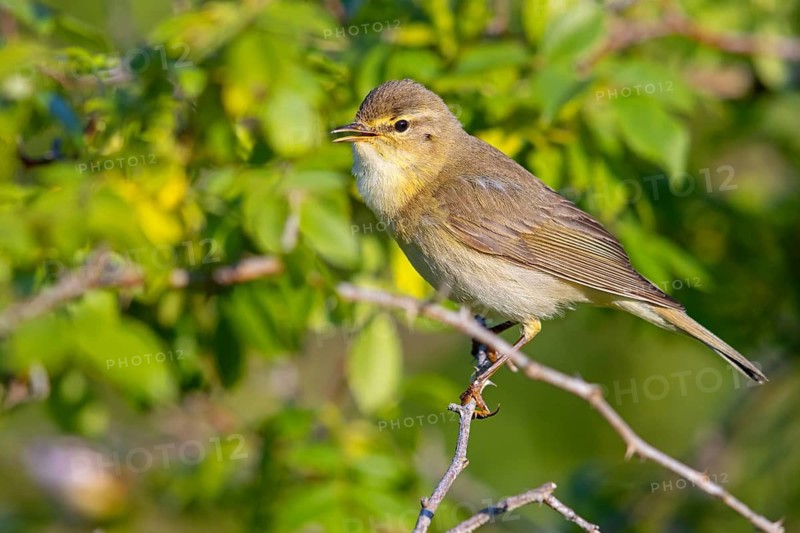Willow Warbler, Willow Warbler, Phylloscopus trochilus, Pouillot fitis, Mosquitero Musical, Bad D¸rkheim district, Erpolzheim, Rhineland-Palatinate, Germany