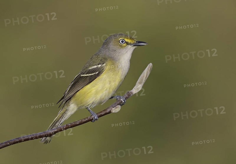White-eyed Vireo (Vireo griseus) singing, Ohio, USA