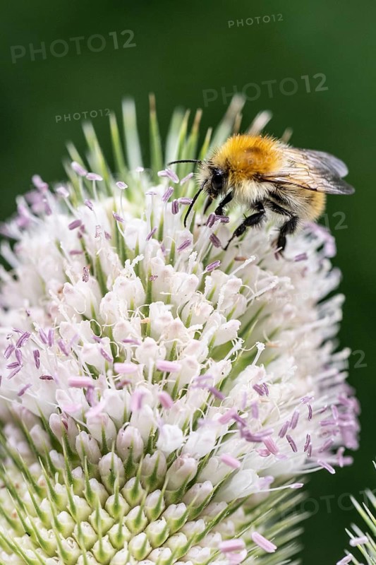 Early bumblebee (Bombus pratorum) on teasel (Dipsacus sylvestris), Emsland, Lower Saxony, Germany