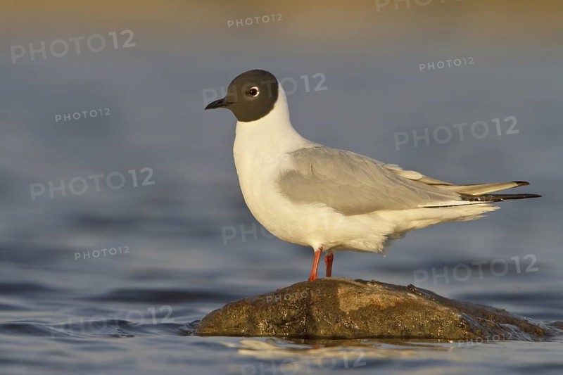 Bonaparte's Gull (Chroicocephalus philadelphia), Manitoba, Canada