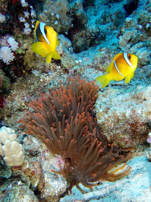 Fluorescent bubble anemone (Entacmaea quadricolor)