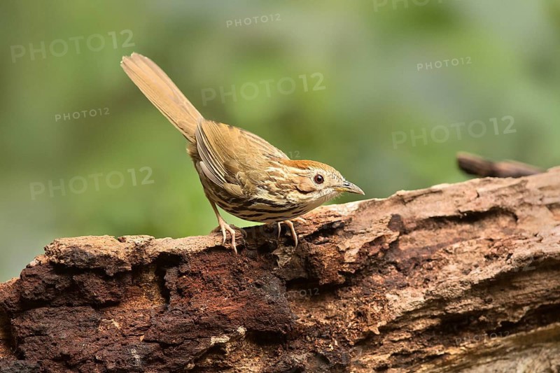 Puff-throated Babbler (Pellorneum ruficeps shanense), Yunnan, China