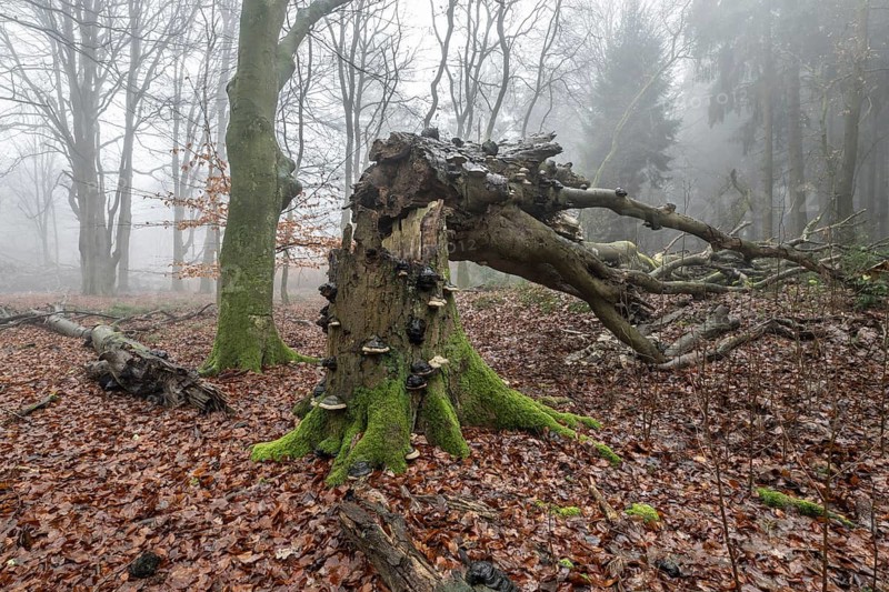 Old beech forest (Fagus sylvatica) in the fog, Emsland, Lower Saxony, Germany