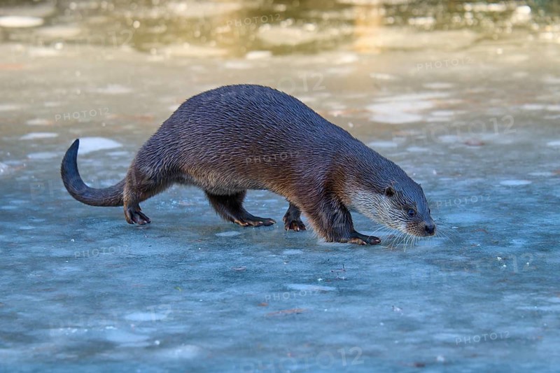 Otter crossing ice-covered surface, surrounded by blue, cold atmosphere, winter, Otter (Lutra lutra), Hesse, Germany