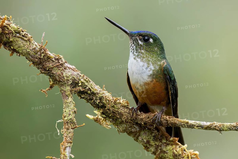Violet-tailed Sylph (Aglaiocercus coelestis) perched on a branch in Colombia, South America