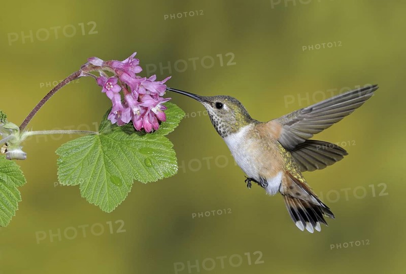 Rufous Hummingbird (Selasphorus rufus) female, British Columbia, Canada