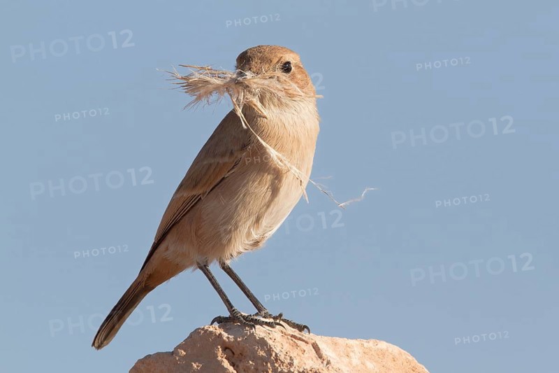 Red-rumped Wheatear (Oenanthe moesta) female with nesting material in its beak, Morocco