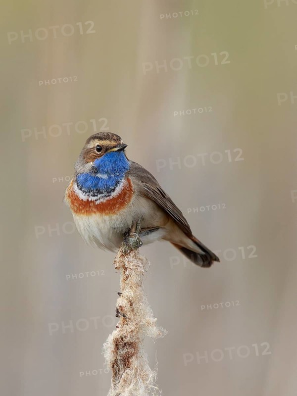 Bluethroat (Luscinia svecica cyanecula) male perched on cattail, Netherlands