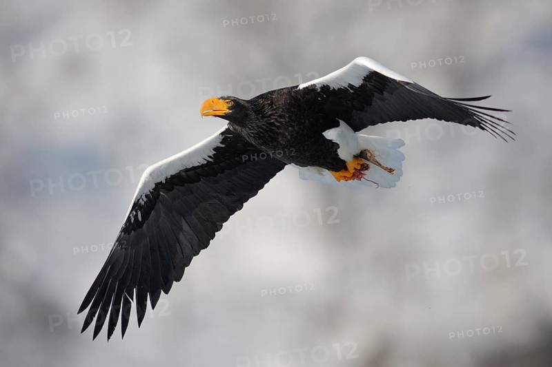 Steller's Sea Eagle (Haliaeetus pelagicus) flying, Hokkaido, Japan