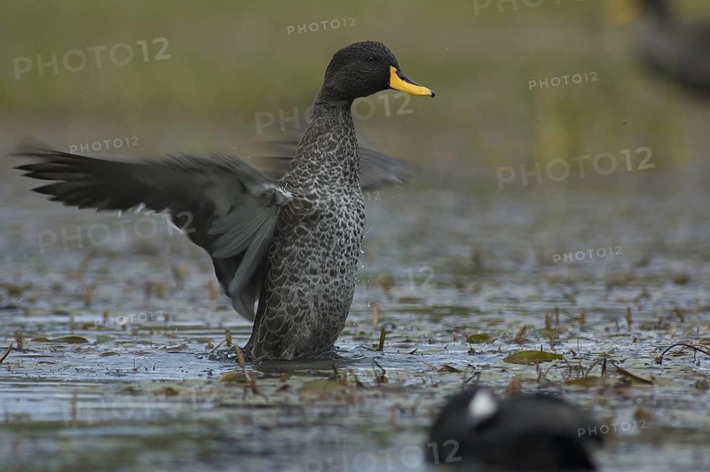Yellow-billed Duck (Anas undulata), Ethiopia
