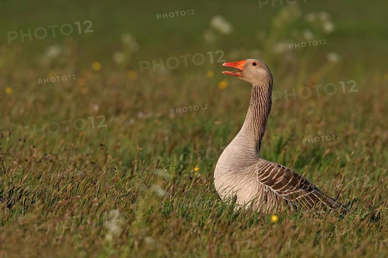 Greylag Goose (Anser anser), Germany