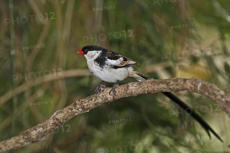 Pin-tailed Whydah (Vidua macroura) male, Western Cape, South Africa