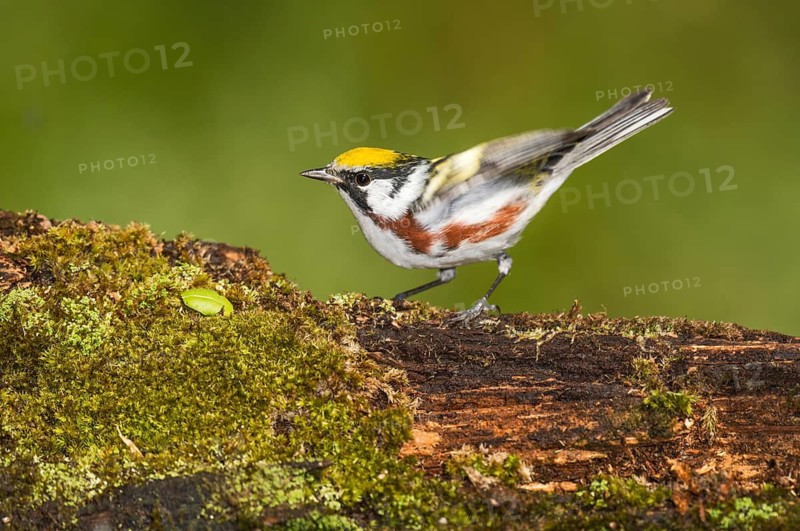 Chestnut-sided Warbler (Setophaga pensylvanica) male perched on an old mossy trunk, Texas, USA