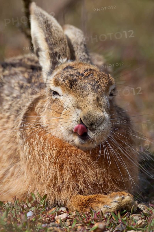 European brown hare (Lepus europaeus) adult animal sticking its tongue out resting in grassland, England, United Kingdom