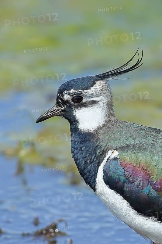 Lapwing (Vanellus vanellus), splendid plumage, animal portrait, wildlife, Lembruch, Ochsen Moor, Dümmer nature park Park, Lower Saxony, Germany