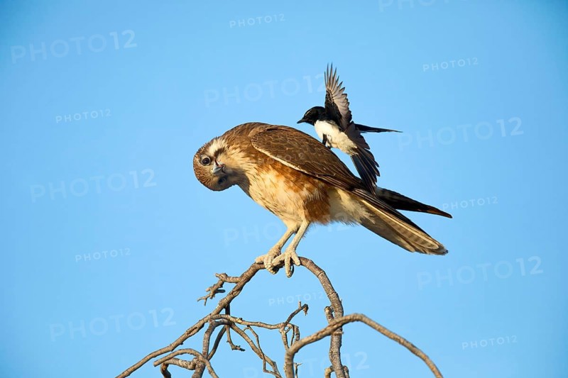Brown Falcon (Falco berigora) perched on a branch, Queensland, Australia