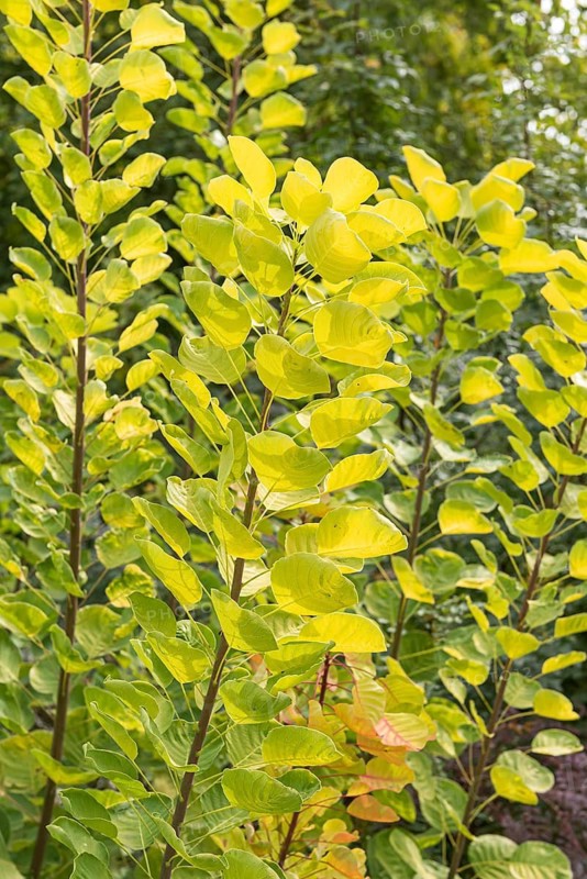 Yellow wig shrub (Cotinus coggygria GOLDEN SPIRIT), Weihenstephan Gardens, Germany
