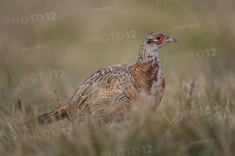 Common Pheasant (Phasianus colchicus) juvenile male, Poland