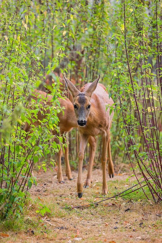 A female roe deer (Capreolus capreolus), runs through a nettle thicket