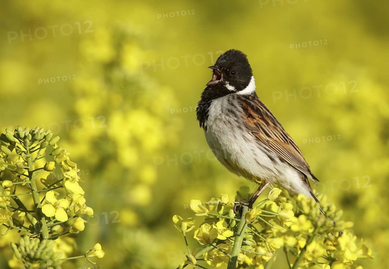 Common Reed Bunting (Emberiza schoeniclus) male singing, Mecklenburg-Western Pomerania, Germany