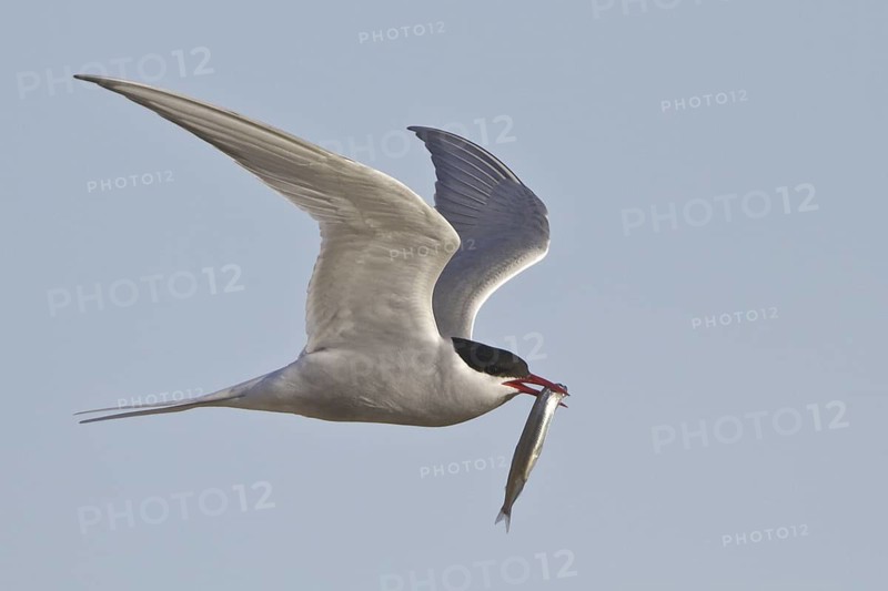 Arctic Tern (Sterna paradisaea) flying, Manitoba, Canada