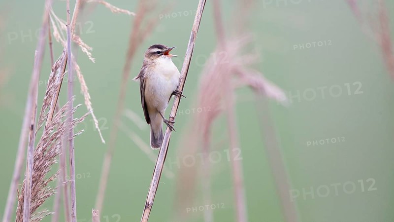 Sedge Warbler (Acrocephalus schoenobaenus) singing, Lower Saxony, Germany
