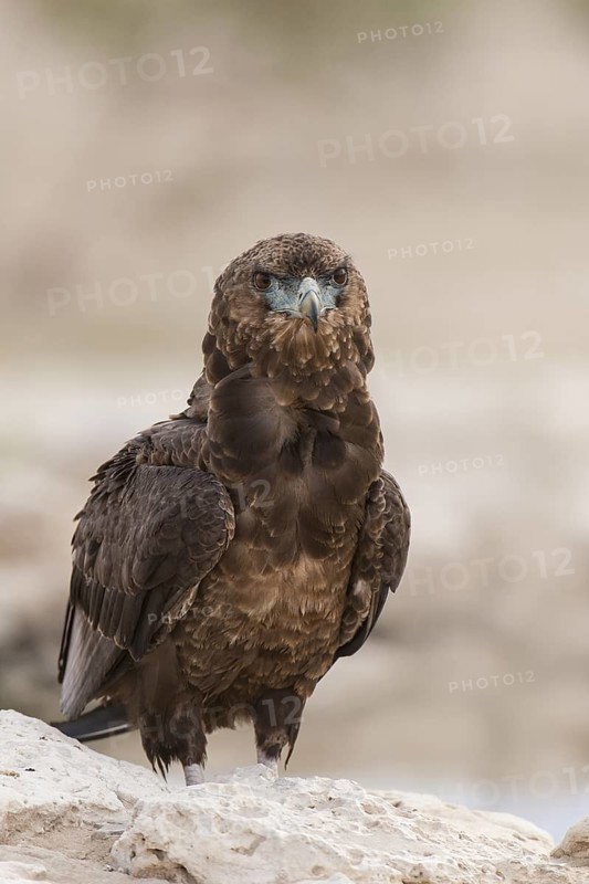 Bateleur (Terathopius ecaudatus) juvenile, Northern Cape, South Africa