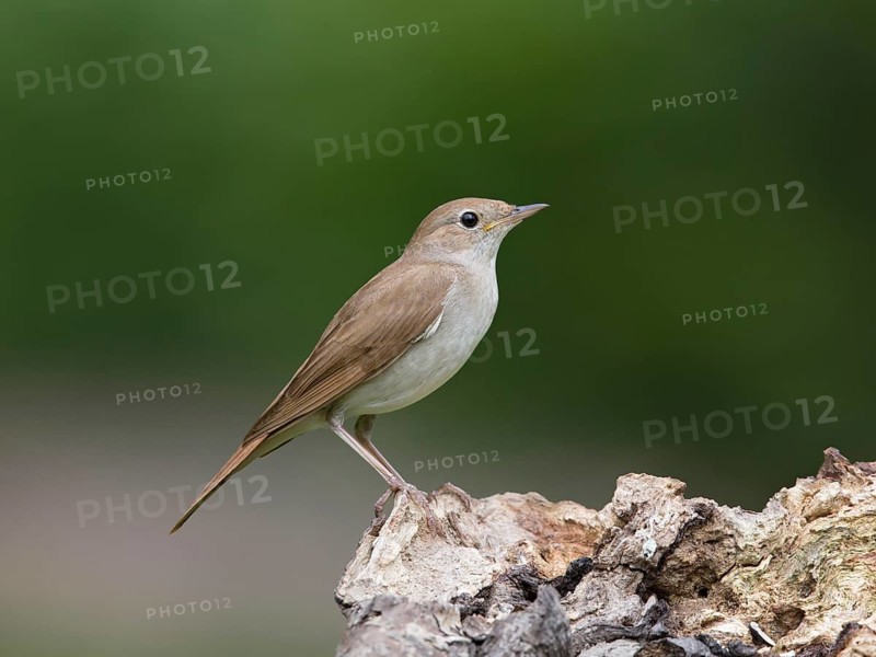 Common Nightingale (Luscinia megarhynchos), Bulgaria
