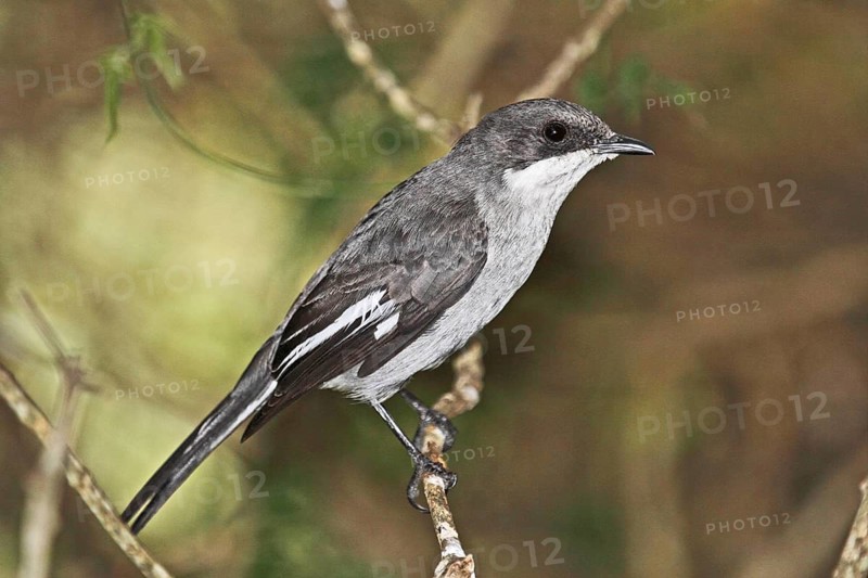 Fiscal Flycatcher (Melaenornis silens) Western Cape, South Africa