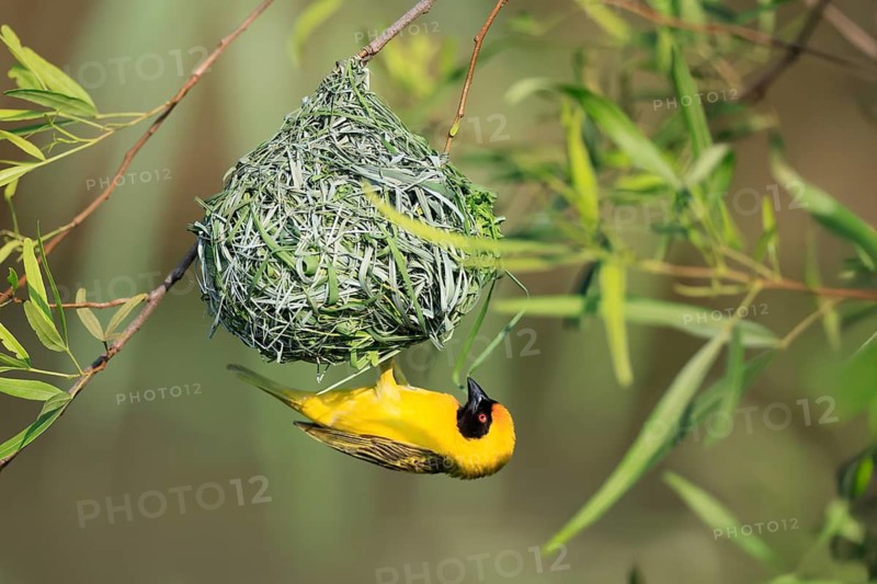Masked weaver (Ploceus velatus), adult, male, at the nest, weaving, nest building, Pilanesberg National Park, North West Province, South Africa