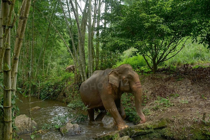 An Asian elephant wanders through a verdant jungle in Thailand, gracefully crossing a stream surrounded by bamboo and lush greenery, highlighting the serene natural habitat