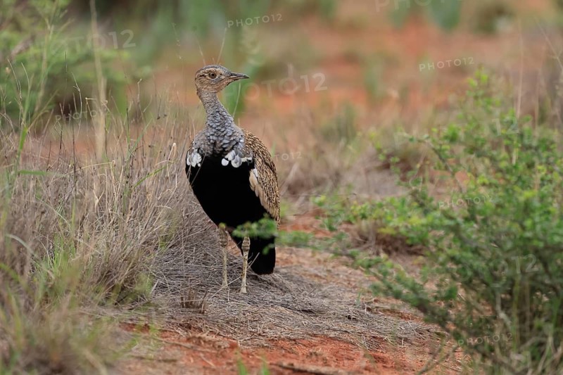 Red-crested Bustard (Lophotis ruficrista), adult, foraging, vigilant, Mokala National Park, South Africa